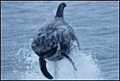 Risso's_dolphin_250746