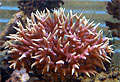 Seriatopora-hystrix_171011