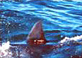 SharkFin_04032005