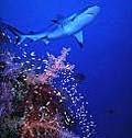 Shark_reef