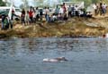 Trappeddolphin_05012005