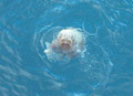 WalrusPup_190406