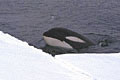WhalesTrapped_03032005