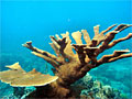 acropora-palmata_030710