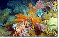 alaska-coral_240706