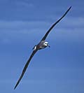 albatross_020805