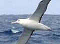 albatross_070305