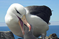 albatross_280306