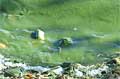 algae_bloom_181207