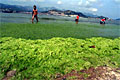 algaebloom_220610