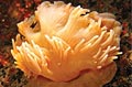 anemone_031107