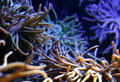 anemones_250706