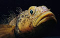 antarctic-cod_060308