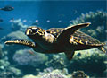 aqaba_131006
