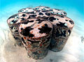 artificial-reef_220111