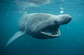 basking-shark_090711