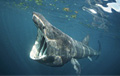 basking-shark_130307