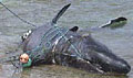 basking-shark_310807