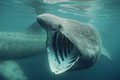 basking_310504