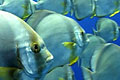 batfish_211206