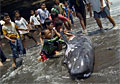 beached-whale_291109