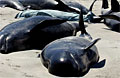 beached_pilot_270112