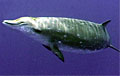beaked-whale_040708