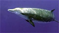 beaked-whale_170311