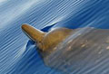 beaked-whale_260711