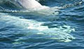 beluga-whales_030907