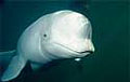 beluga_080507
