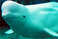 beluga_230304