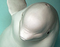 beluga_231012