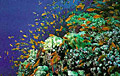 biodiversity_010406