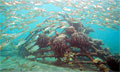 bioreef_210612