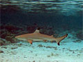 black-tip_160112
