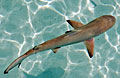 blacktip_300308