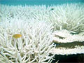 bleaching_010506