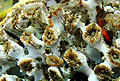 bleaching_130309