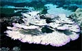 bleaching_180710