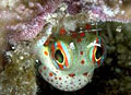 blenny_06022011