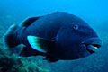 blue-grouper_310309