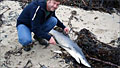 blue-shark_060911