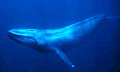 blue-whale_070609