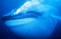 blue-whale_141210