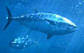 bluefin_151104