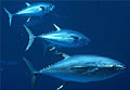 bluefin_160204