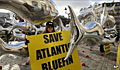 bluefin_281110