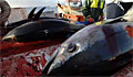 bluefin_290108