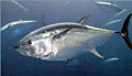 bluefin_291106